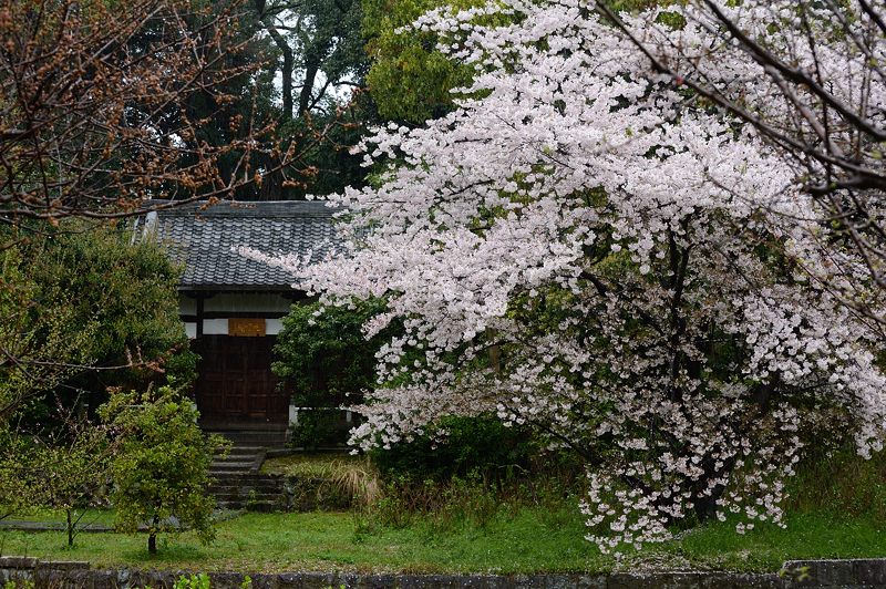 雨の桜巡り・東山 智積院・其の二_f0032011_17352513.jpg