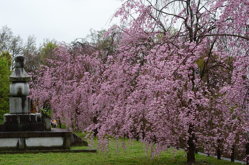 雨の桜巡り・東山 智積院・其の二_f0032011_17373826.jpg