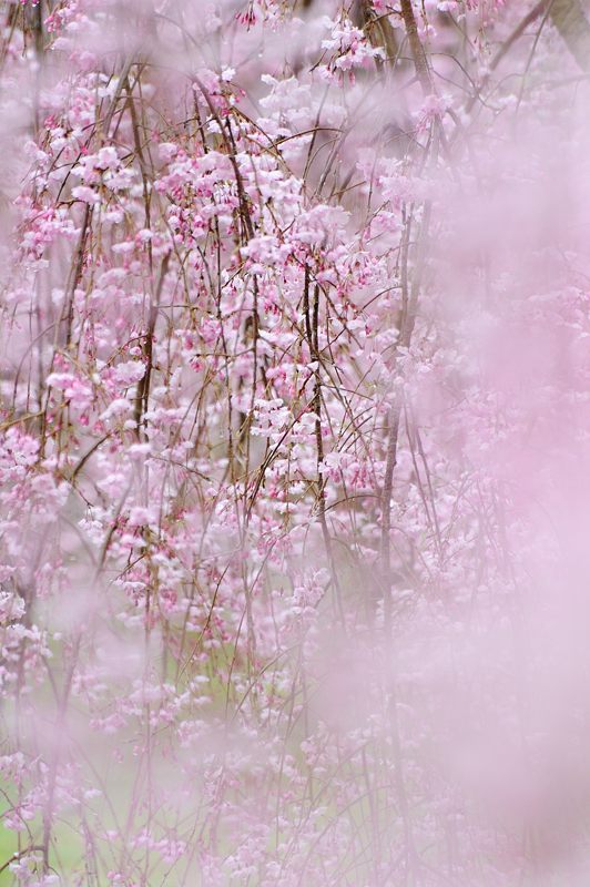 雨の桜巡り・東山 智積院・其の二_f0032011_17375932.jpg