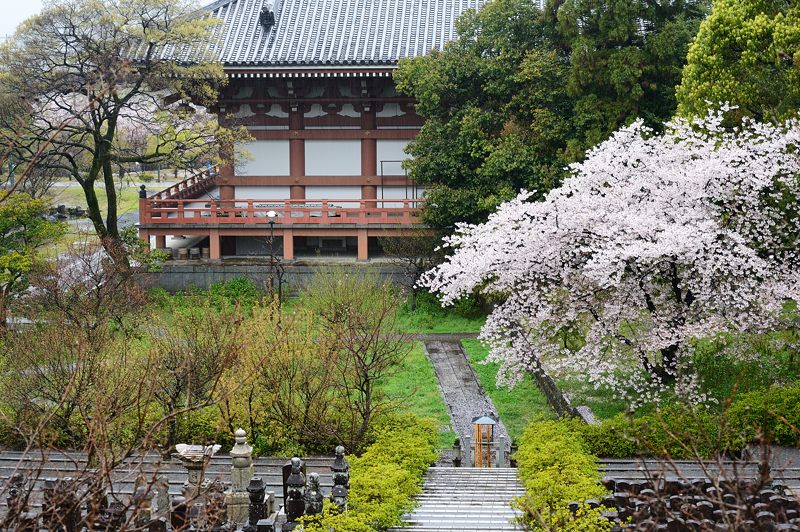 雨の桜巡り・東山 智積院・其の二_f0032011_17395444.jpg