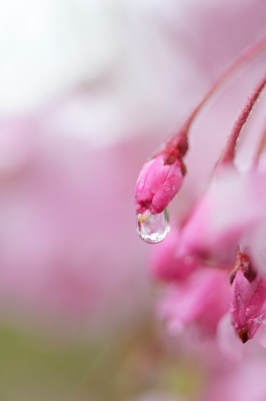雨の桜巡り・東山 智積院・其の二_f0032011_1740449.jpg