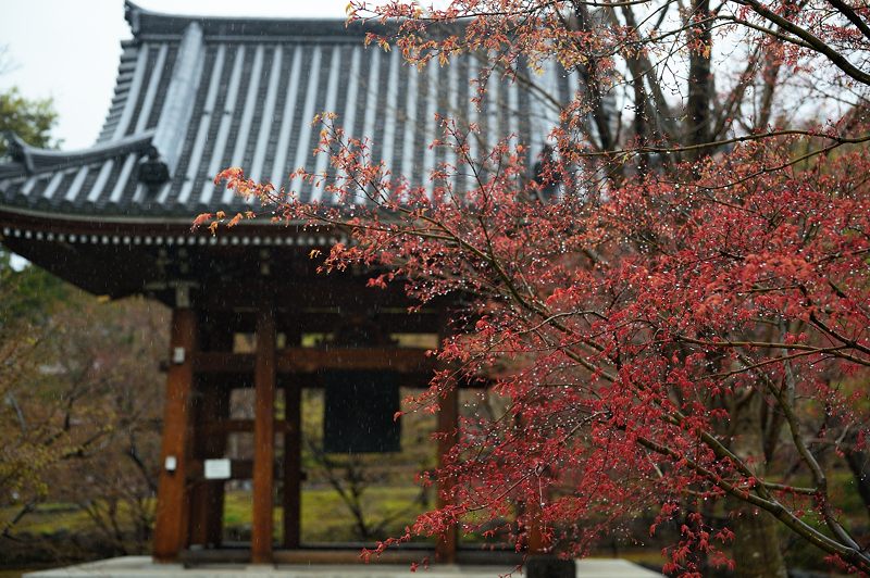 雨の桜巡り・東山 智積院・其の二_f0032011_17405532.jpg