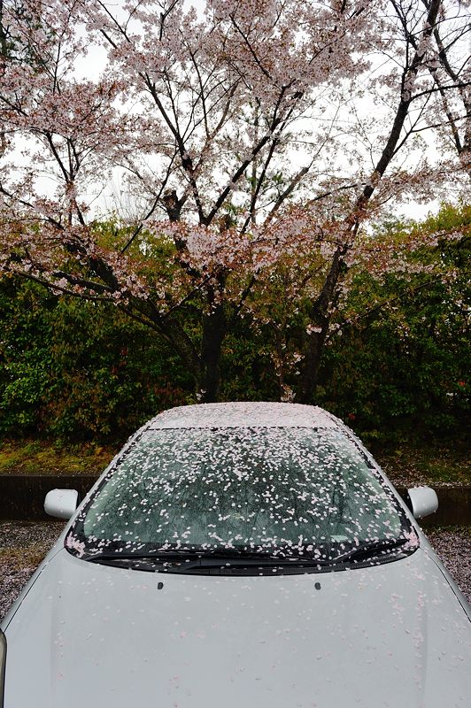雨の桜巡り・東山 智積院・其の二_f0032011_17411212.jpg