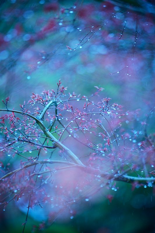 雨の桜巡り・東山 智積院・其の二_f0032011_1741414.jpg