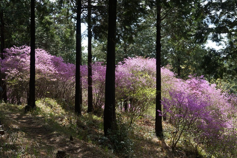 豊川　萩　善住禅寺のミツバツツジ編　その３_e0292414_00551402.jpg