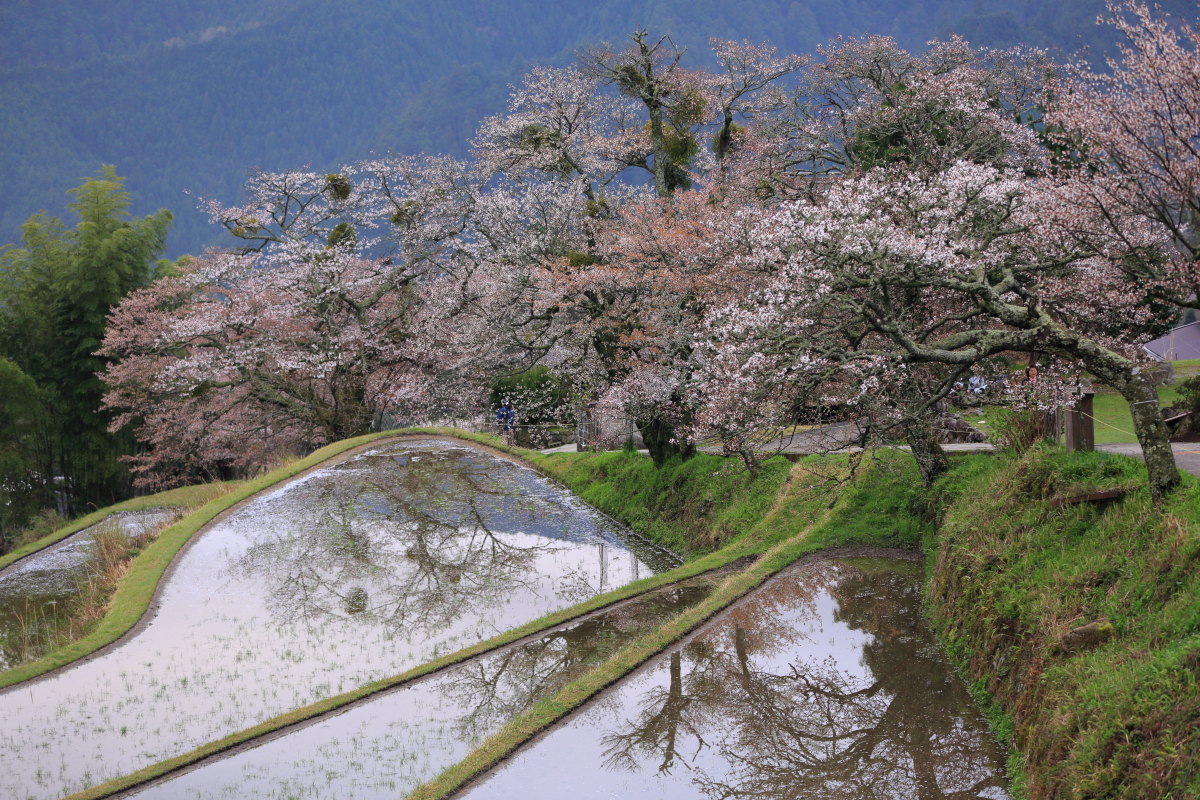 三多気の桜_a0123415_22444136.jpg