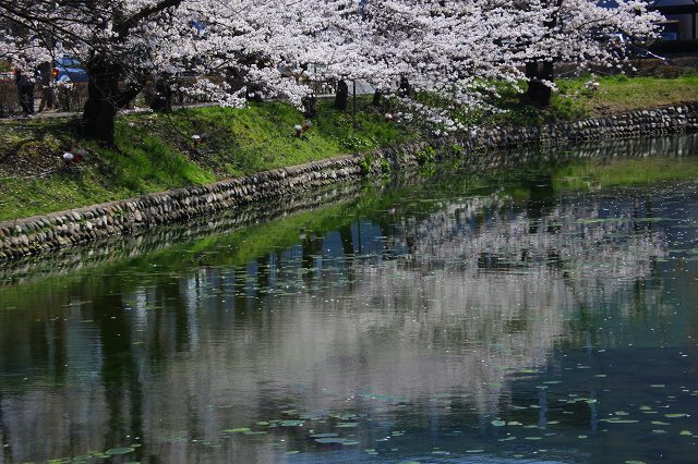 ♪　松本城　桜咲くⅡ　♪_e0242721_756269.jpg