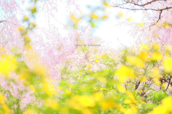 桜に包まれ　～京都・原谷苑～_b0280329_22123849.jpg