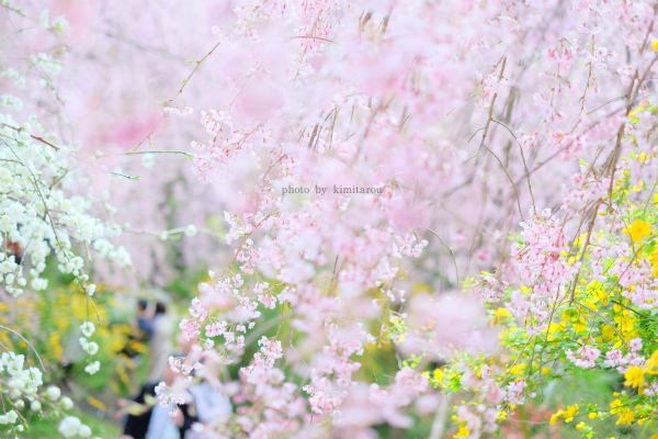 桜に包まれ　～京都・原谷苑～_b0280329_2235519.jpg