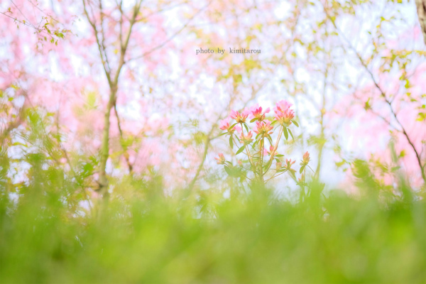 桜に包まれ　～京都・原谷苑～_b0280329_2291343.jpg