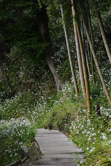 鎌倉散歩　#50 －晩春の北鎌倉（長寿寺・後編）－_b0169330_17551327.jpg