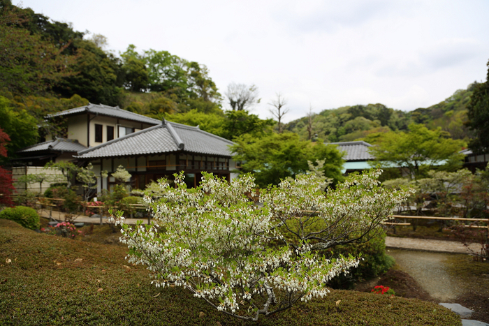 鎌倉散歩　#50 －晩春の北鎌倉（長寿寺・後編）－_b0169330_17584031.jpg