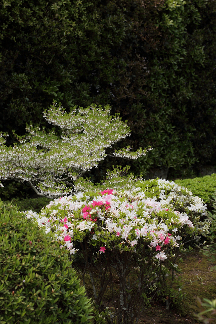 鎌倉散歩　#50 －晩春の北鎌倉（長寿寺・後編）－_b0169330_17594015.jpg