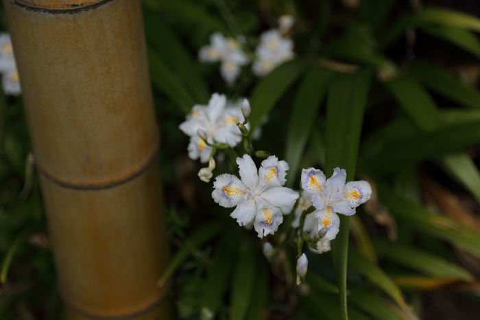 鎌倉散歩　#50 －晩春の北鎌倉（長寿寺・後編）－_b0169330_1803743.jpg