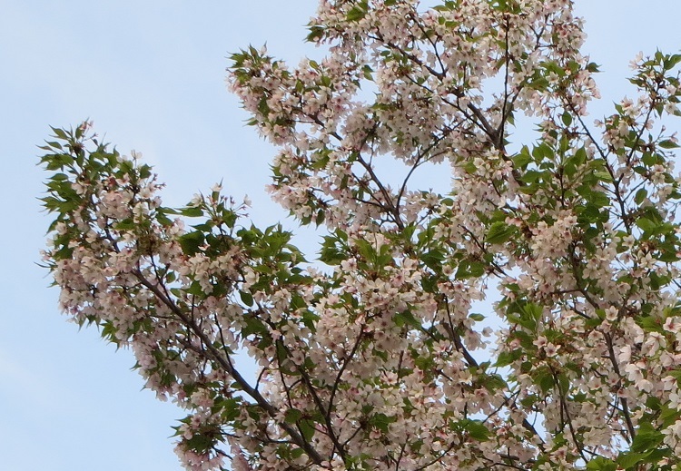 まだまだ桜が見れます。_b0301236_20263725.jpg