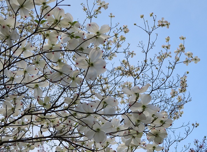 まだまだ桜が見れます。_b0301236_20270082.jpg