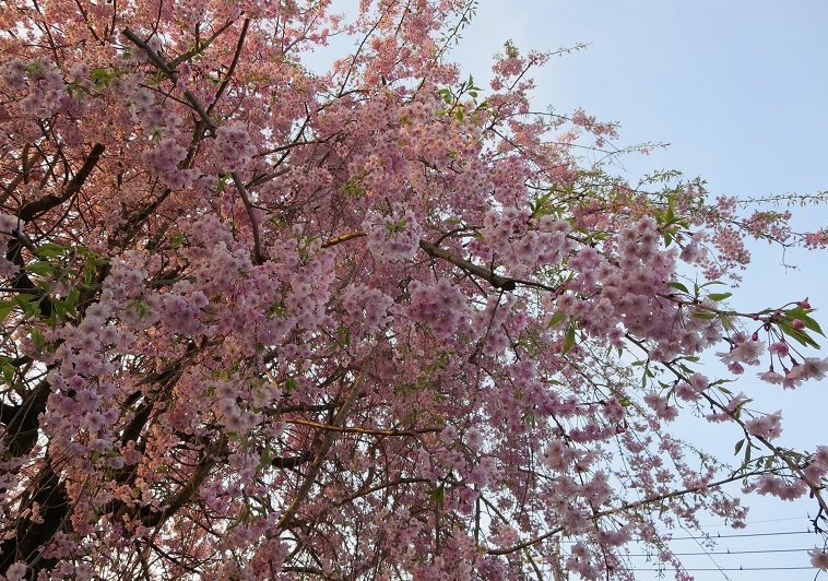 まだまだ桜が見れます。_b0301236_20283018.jpg