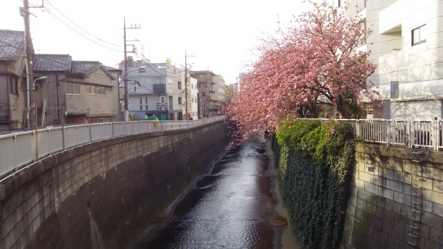 中目黒公園&目黒川(目黒区)(4月12日)_e0213636_1181331.jpg