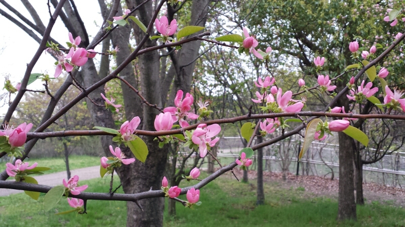 蜻蛉池公園の散歩_f0330437_19442658.jpg