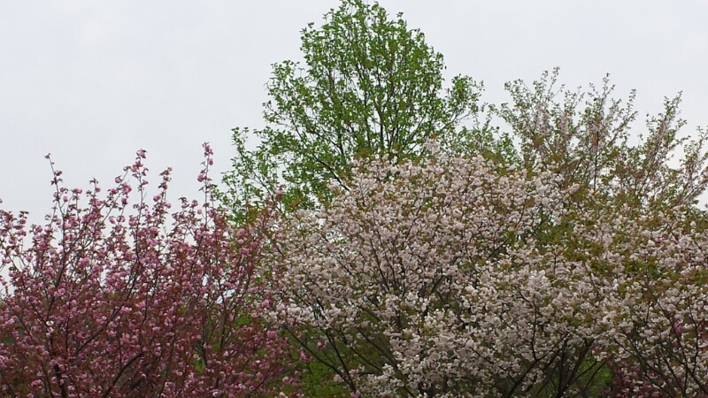 蜻蛉池公園の散歩_f0330437_19495417.jpg