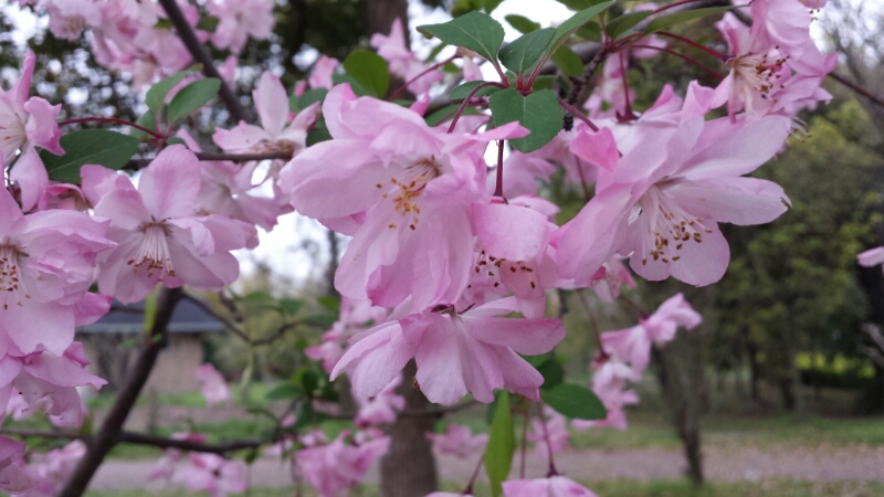 蜻蛉池公園の散歩_f0330437_19515436.jpg