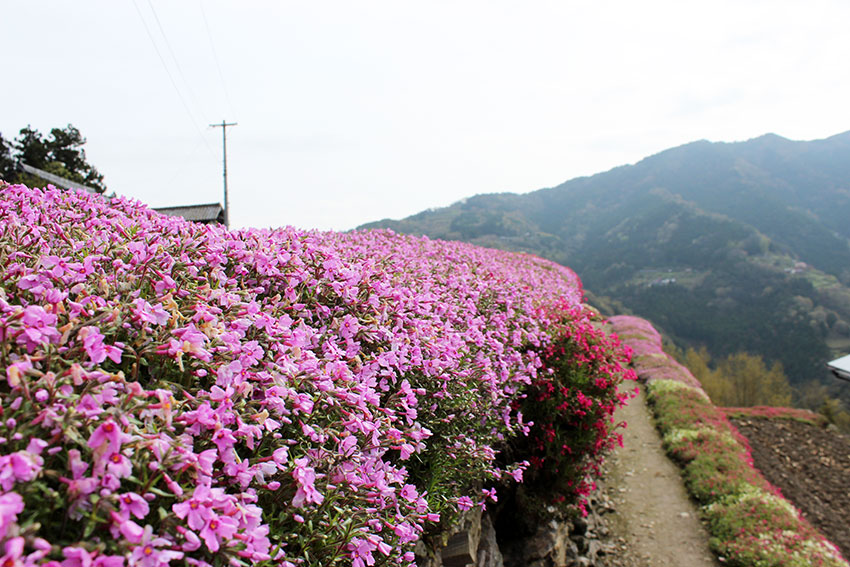 2015年　美郷　高開石積みシバザクラまつり♪_d0058941_19574661.jpg