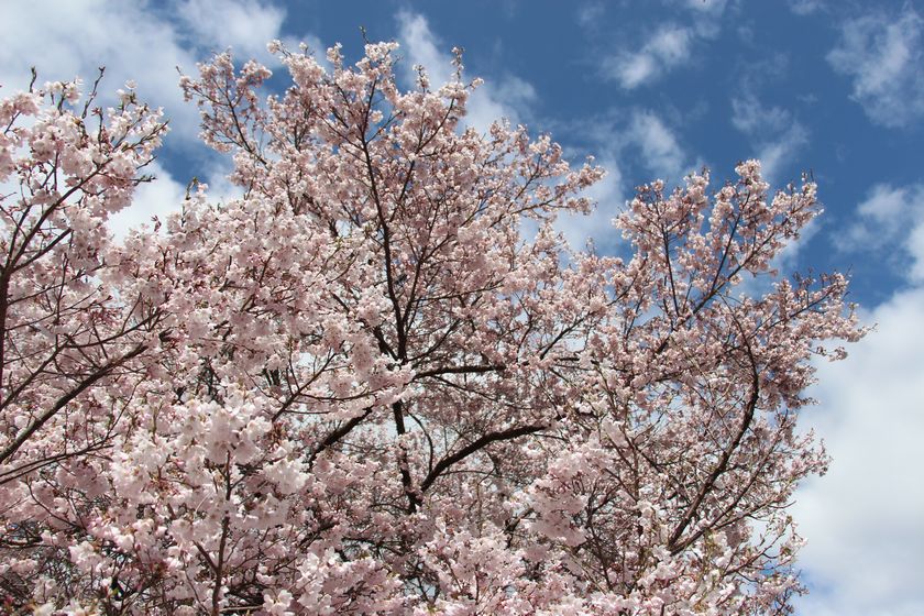 高遠城址公園の桜_f0283241_19393187.jpg