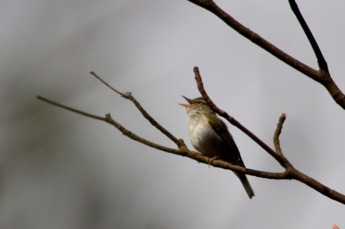 2015.4.12 夏鳥来てます・早戸川林道・センダイムシクイ（A summer bird comes）_c0269342_21074351.jpg