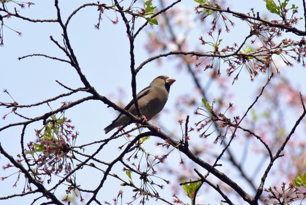 春の森２０１５（蝋嘴）_c0349842_18044102.jpg