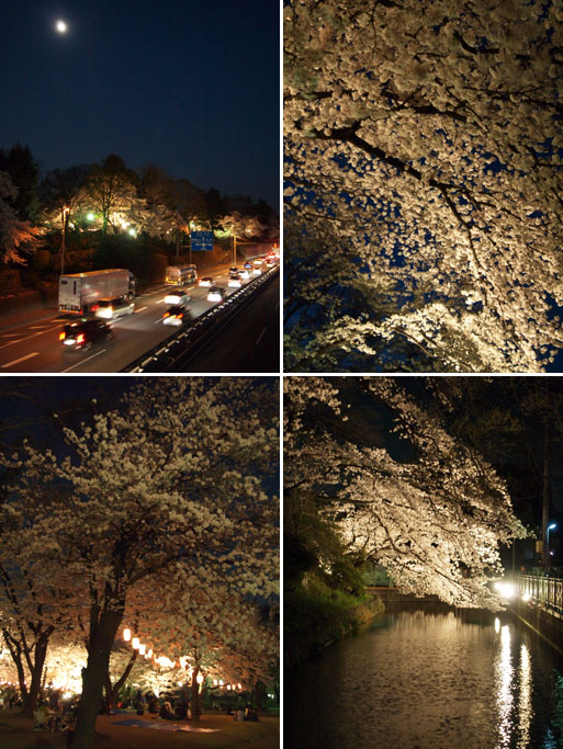 夜桜_e0046446_17543377.jpg