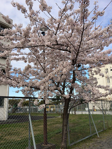 桜。_f0108346_1554083.jpg