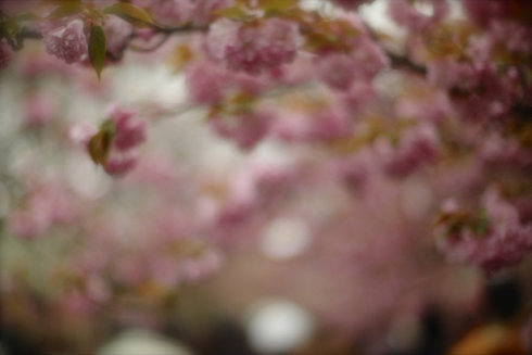 cherry blossom viewing in Osaka..._f0057849_9331950.jpg