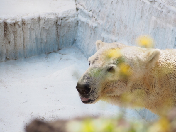 天王寺動物園でホッキョクグマ（その２）_a0333253_22024179.jpg