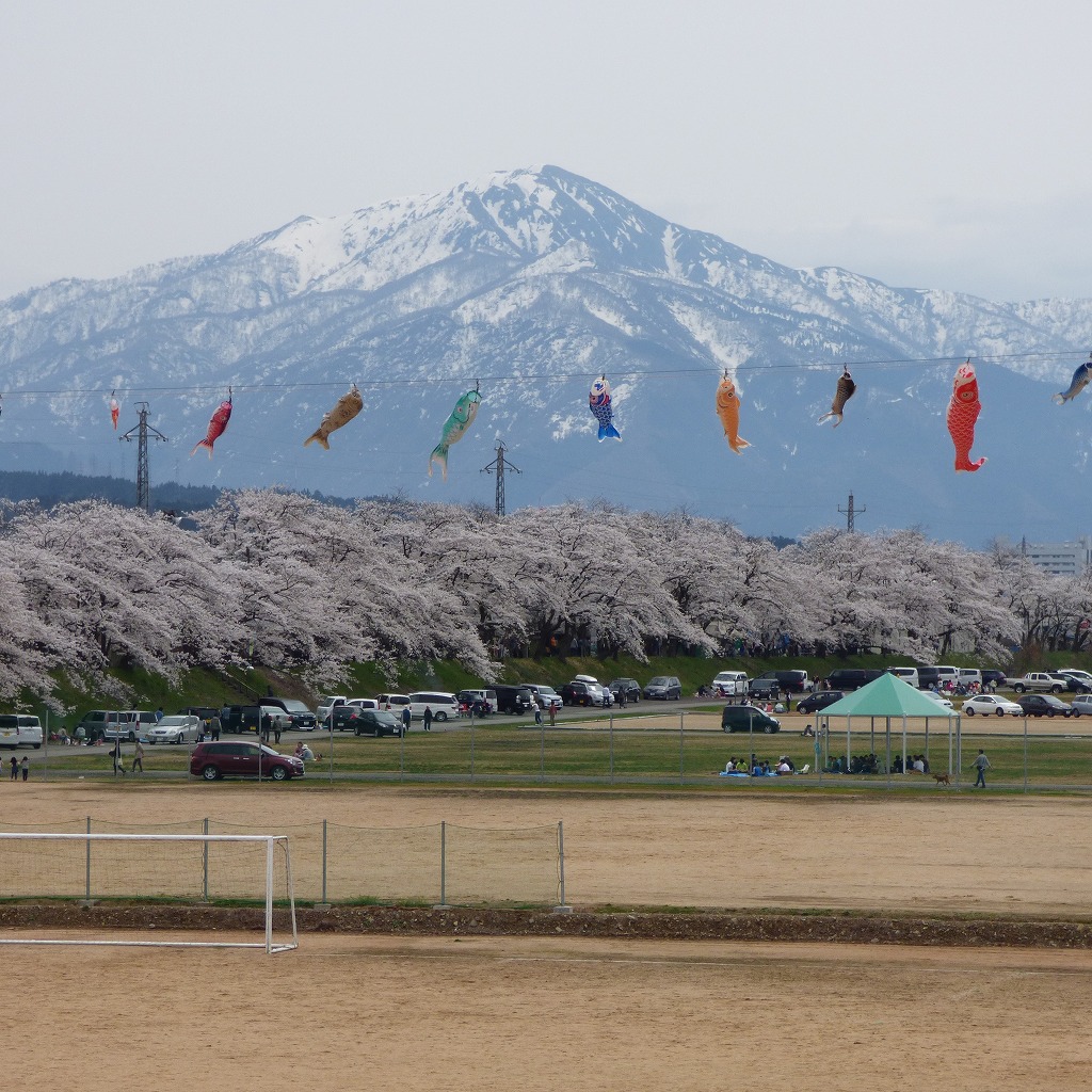 白色のカタクリの花咲きました（福井県勝山市）_b0234354_2195992.jpg