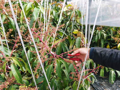 完熟アップルマンゴー これがマンゴーの花ですよ!!今年も元気な花が咲きました!!_a0254656_18221377.jpg