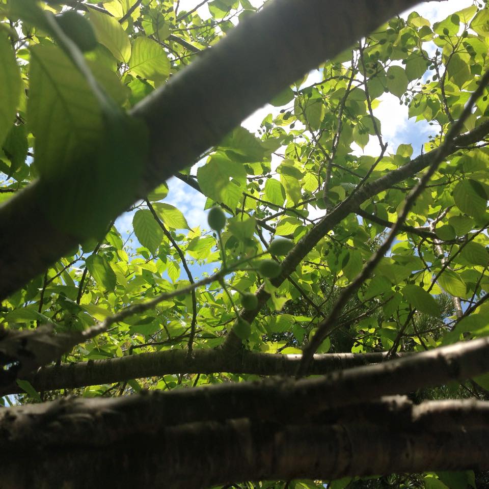 c0115560_102786.jpg