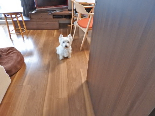じゃじゃじゃじゃ〜ん!_c0260460_17231064.jpg