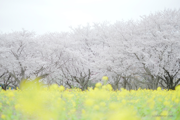 しあわせになりたい。_e0225169_17392768.jpg