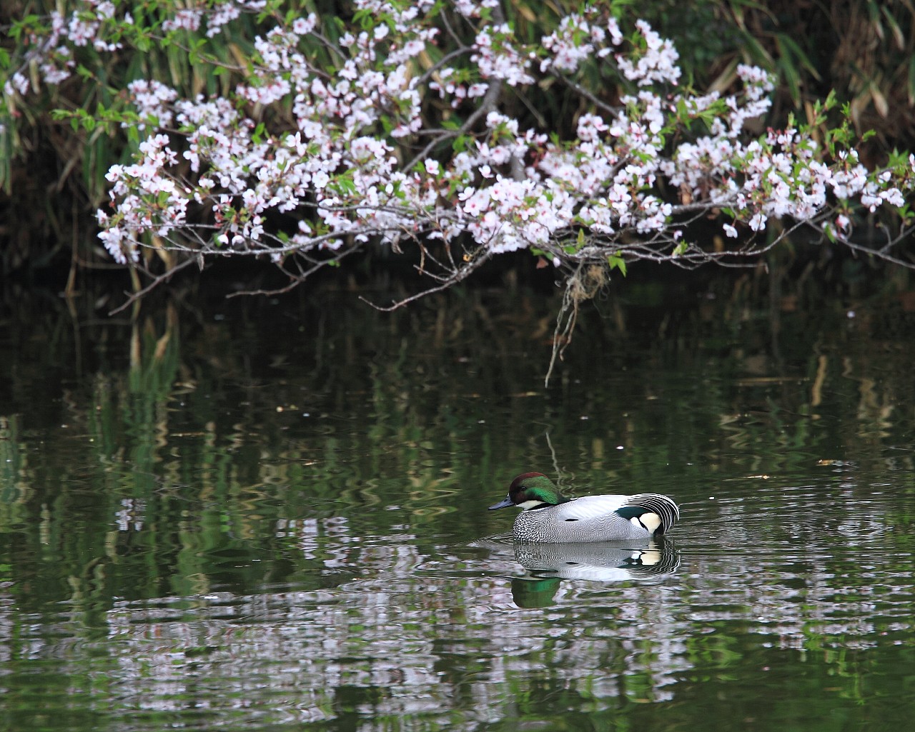 桜とヨシガモ_f0105570_2164696.jpg