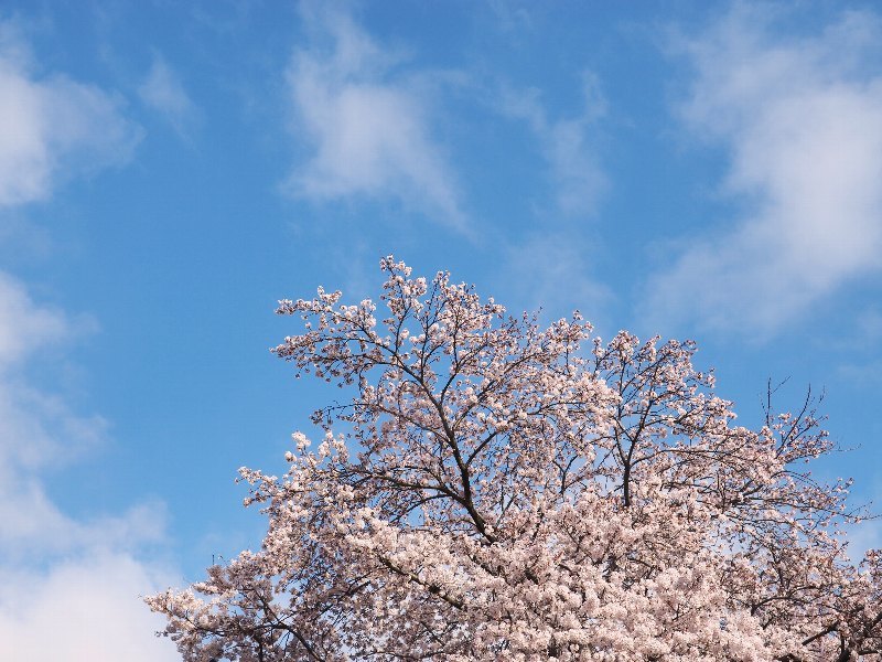 近所の桜　早朝に！　４_a0330871_00002395.jpg