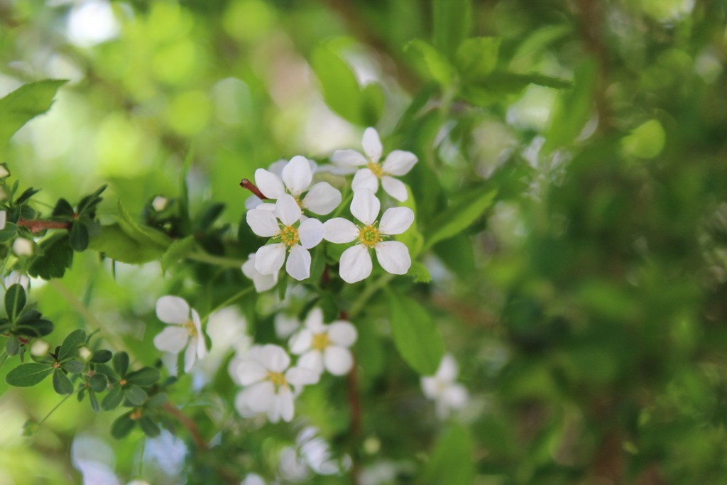 春の花_c0310571_21242196.jpg