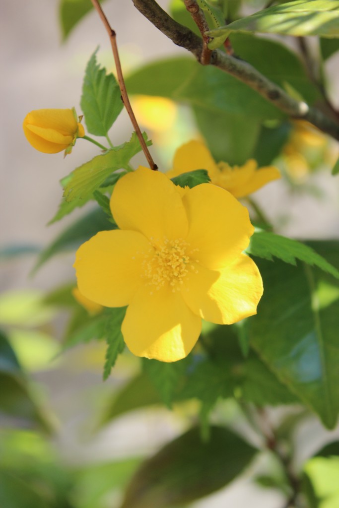 春の花_c0310571_21260551.jpg