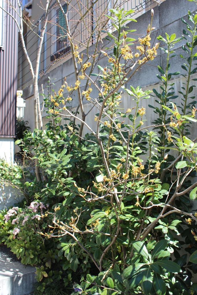 春の花_c0310571_21270075.jpg