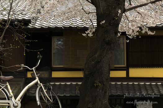 京都さくらフォト2 上賀茂神社へ_c0137872_12151626.jpg