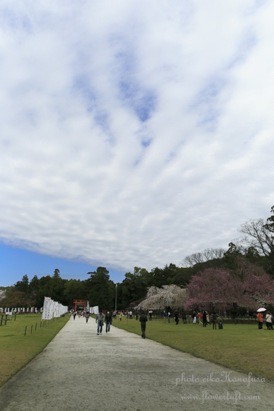 京都さくらフォト2 上賀茂神社へ_c0137872_12193971.jpg