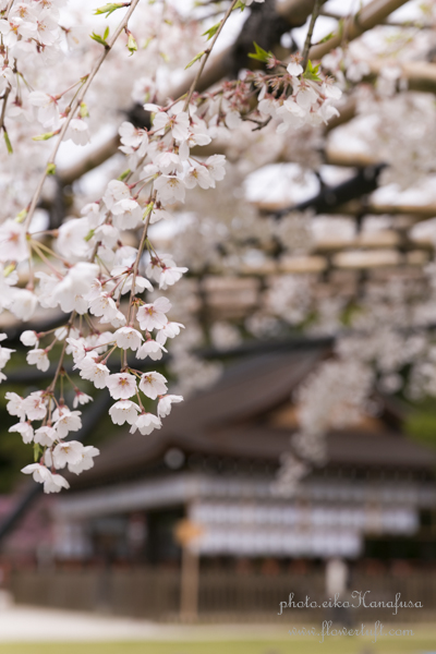 京都さくらフォト2 上賀茂神社へ_c0137872_12202993.jpg