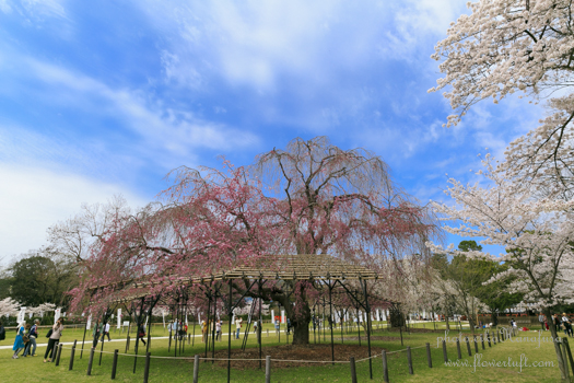 京都さくらフォト2 上賀茂神社へ_c0137872_1220437.jpg