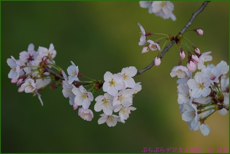 元荒川の桜　（２）_b0104774_19290312.jpg