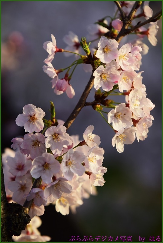 元荒川の桜　（２）_b0104774_19290611.jpg