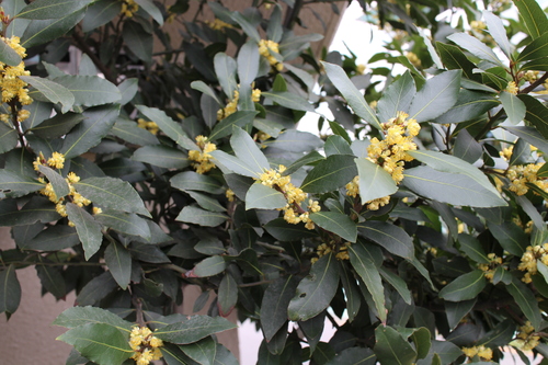 月桂樹の花 おのひきだし 月桂樹の花 おのひきだし